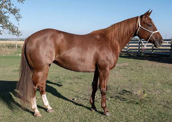 all-around-quarter-horse