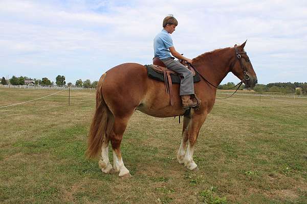 sorrel-white-strip-legs-horse