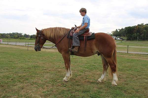 athletic-belgian-horse