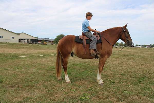 white-strip-legs-horse