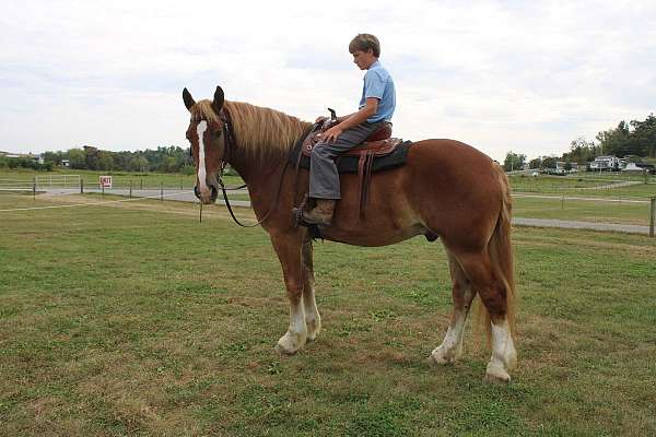 driving-belgian-horse