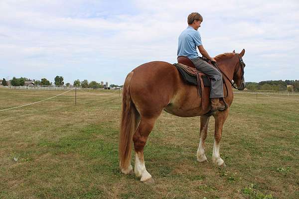 flashy-belgian-horse