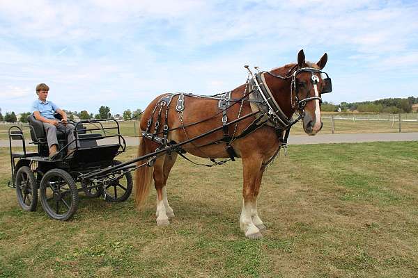 husband-safe-belgian-horse