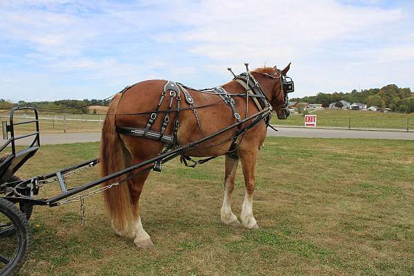 parade-belgian-horse