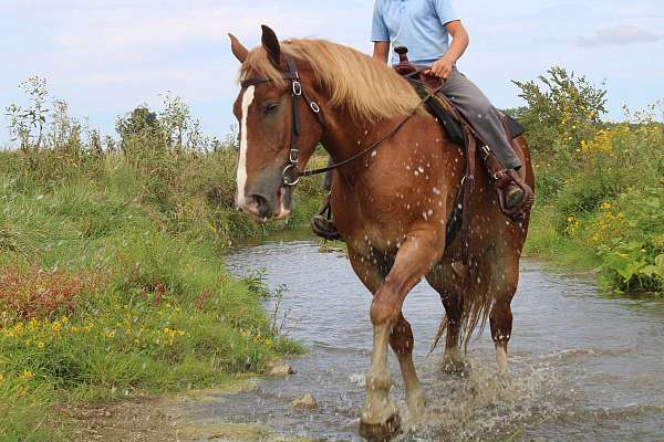 pleasure-driving-belgian-horse