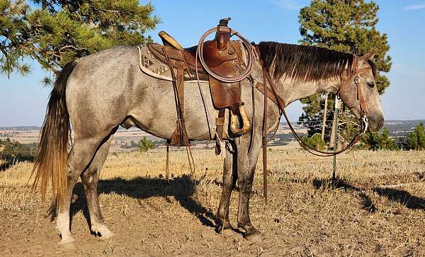 all-around-quarter-horse