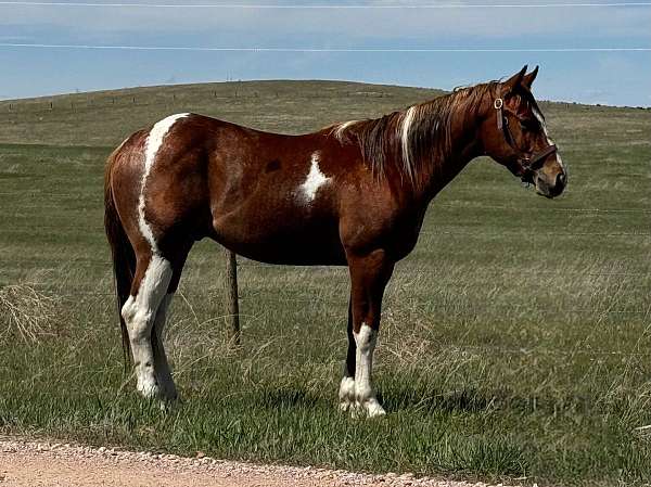 all-around-paint-horse