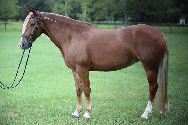 all-around-mustang-horse