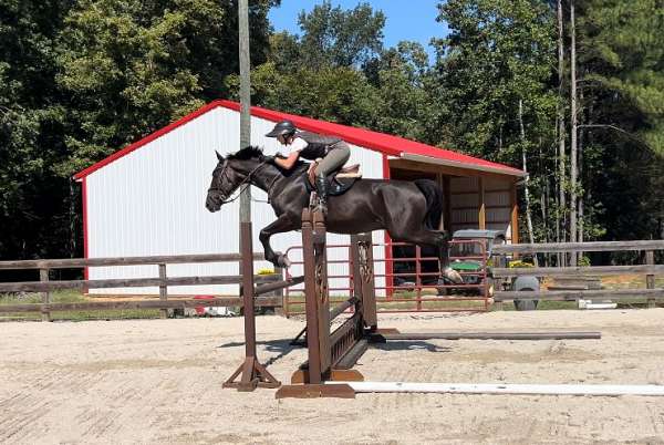 athletic-warmblood-horse