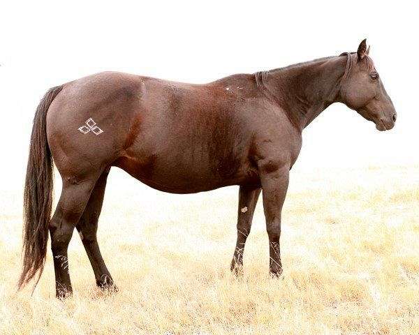 all-around-quarter-horse