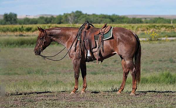 all-around-quarter-horse