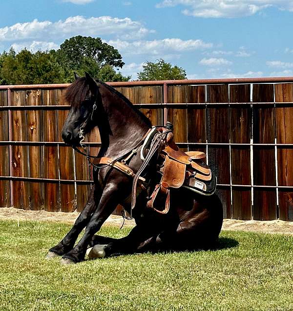 all-around-friesian-horse