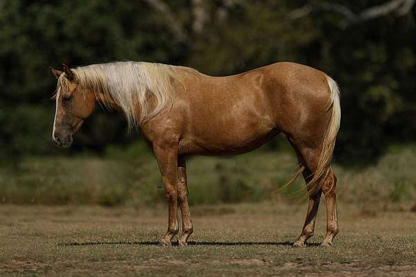 athletic-quarter-horse