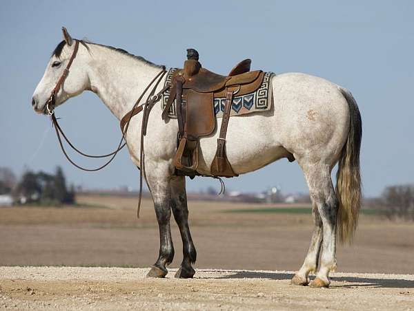 all-around-quarter-horse