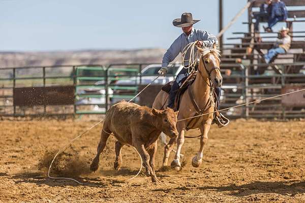 all-around-quarter-horse