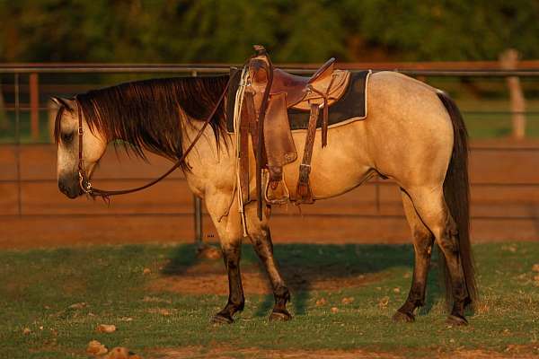 all-around-quarter-horse