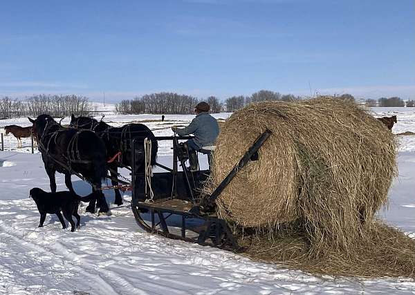 all-around-percheron-horse