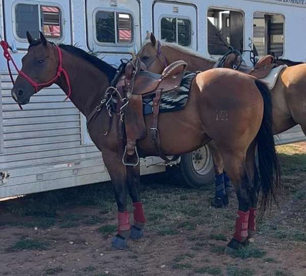 barrel-racing-trail-riding-quarter-horse