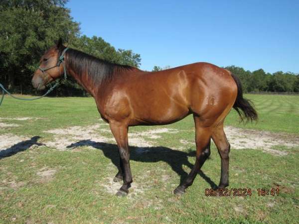 barrel-racing-trail-riding-quarter-horse