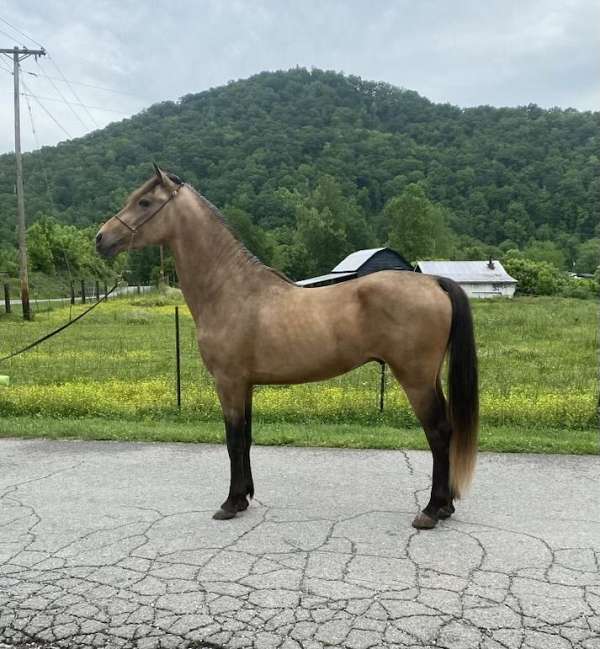 rocky-mountain-horse-trail-horse-stallion