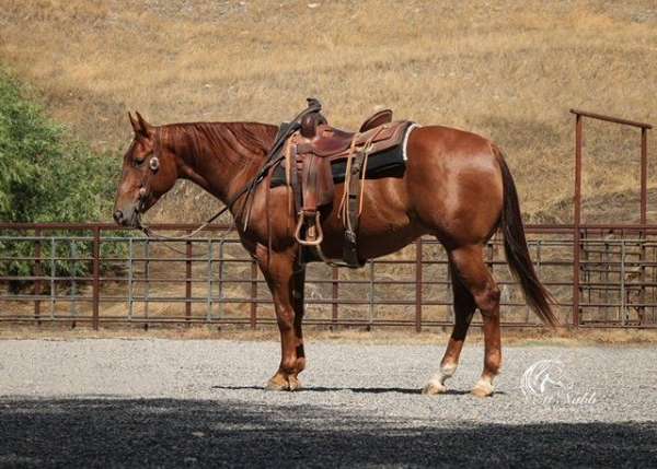 athletic-quarter-horse