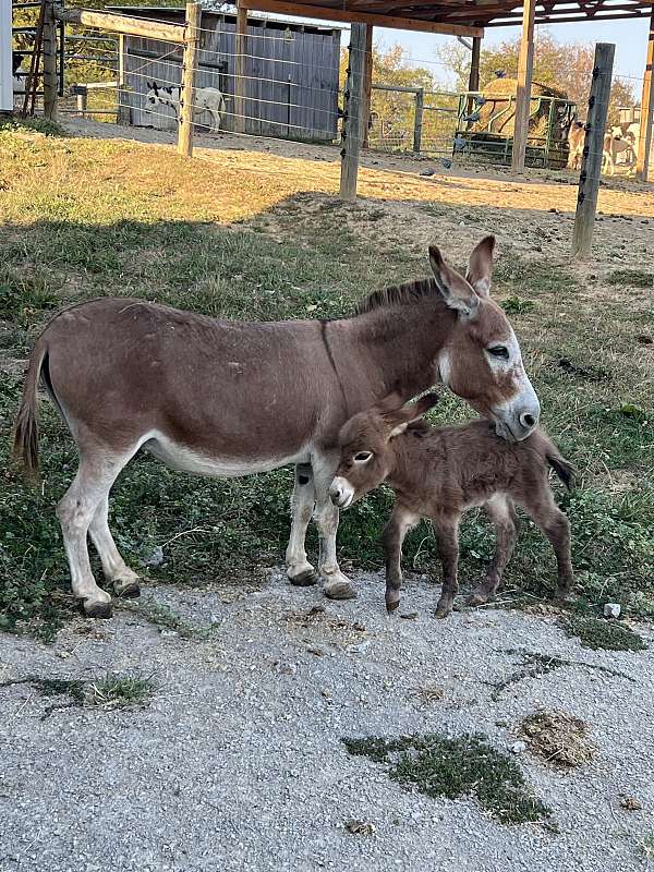 red-roan-adms-mare