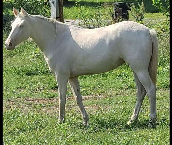 missouri-fox-trotter-mare