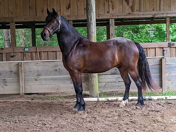 in-hand-friesian-horse