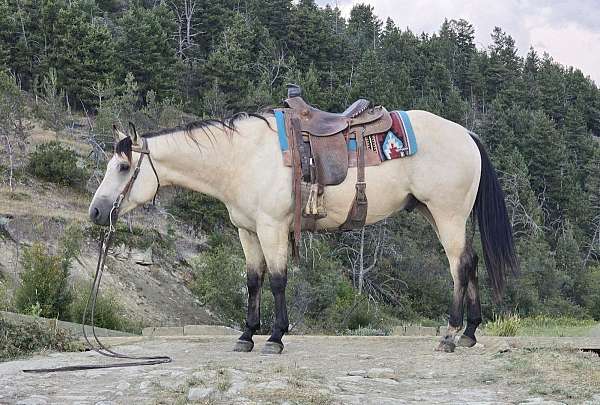 all-around-quarter-horse