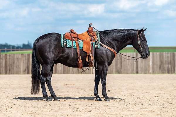 all-around-quarter-horse