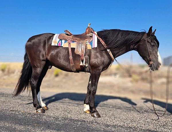 working-cattle-shire-horse