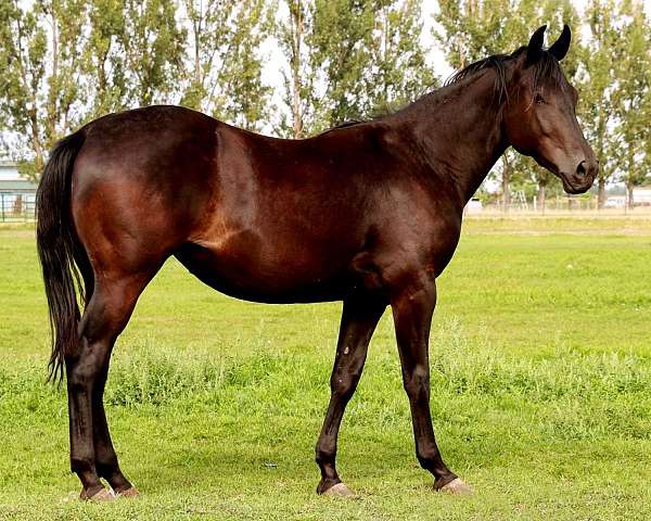 athletic-quarter-horse