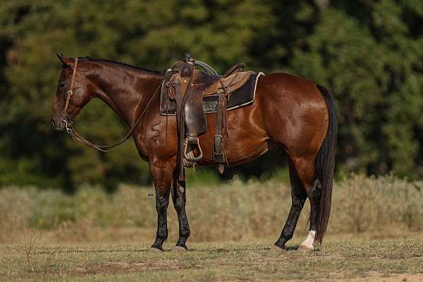 all-around-quarter-horse