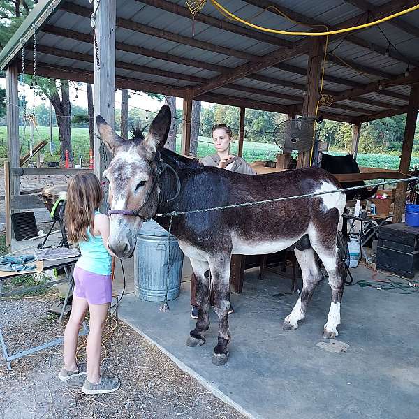 pinto-halter-donkey