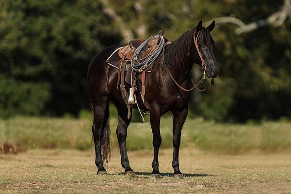 all-around-quarter-horse