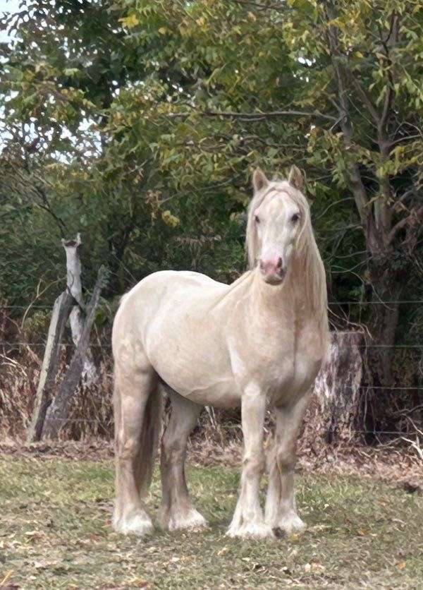 right-size-gypsy-vanner-horse