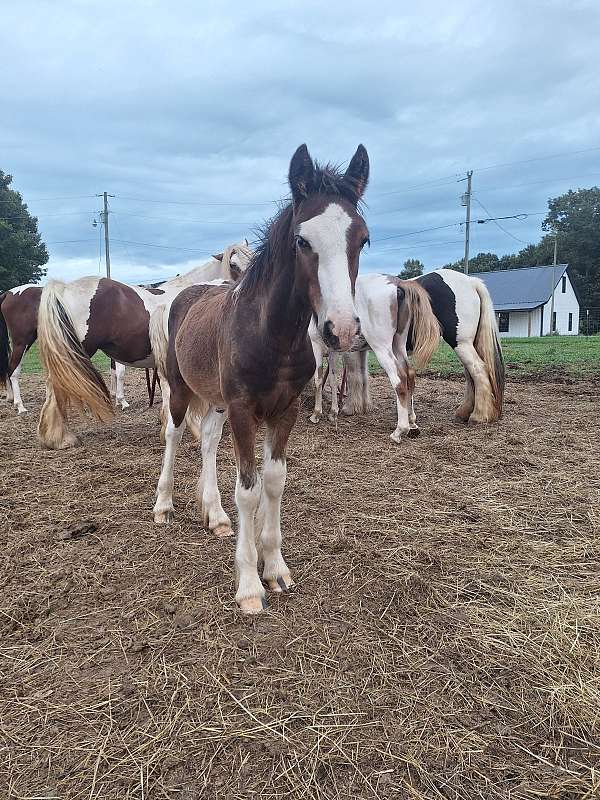 gypsy-vanner-colt