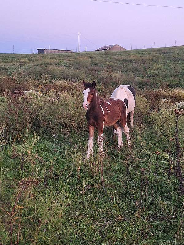 gypsy-vanner-colt