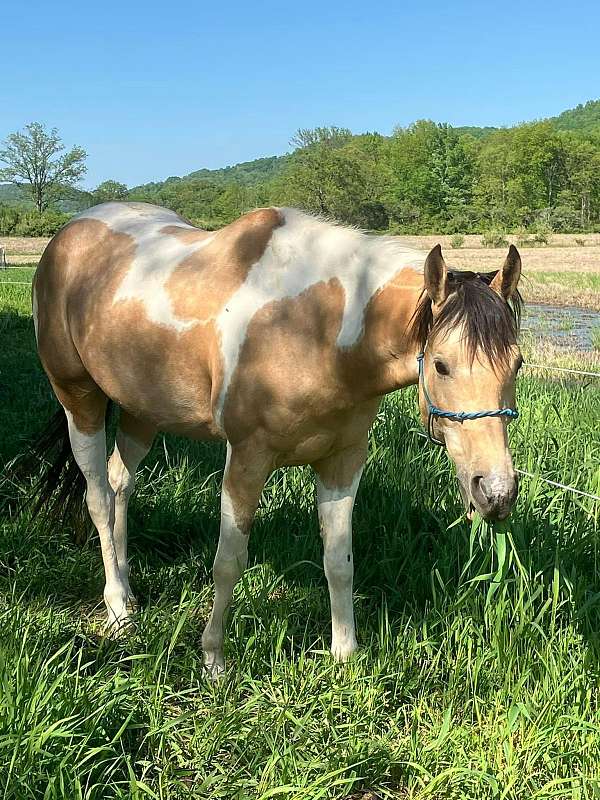 white-horse-on-right-side