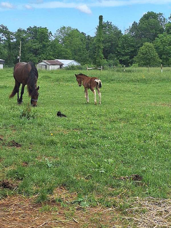 bay-cleveland-filly-mare