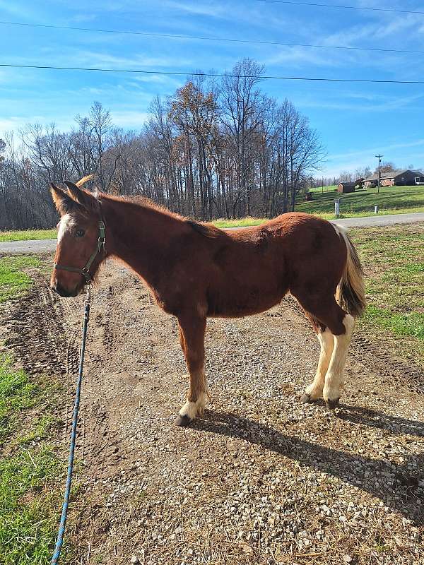 bay-cleveland-filly-mare