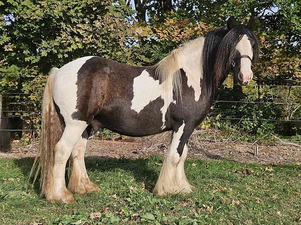 10-year-old-gypsy-vanner-horse