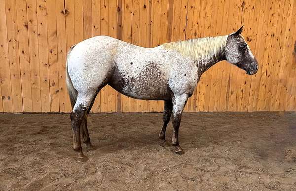 all-around-appaloosa-horse