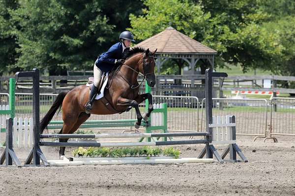 dressage-thoroughbred-horse