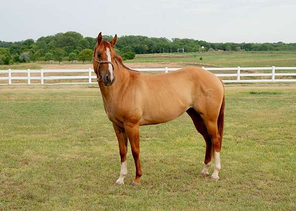 all-around-quarter-horse