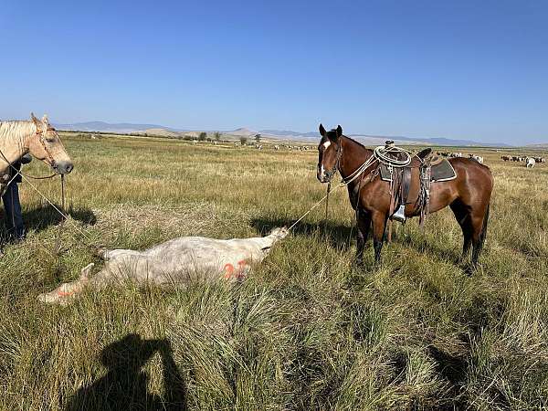 all-around-quarter-horse