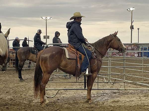 all-around-quarter-horse