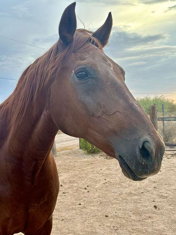 chestnut-small-star-2-hind-coronets-horse