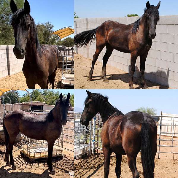 friesian-arizona-horse