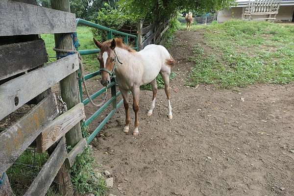 star-strip-snip-two-hind-socks-right-fore-half-pastern-horse